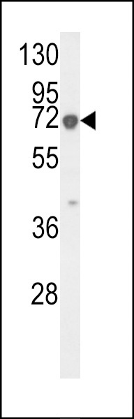 KRT9 Antibody