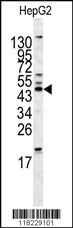 HOMER1 Antibody