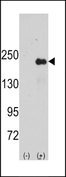 SPAG9 Antibody