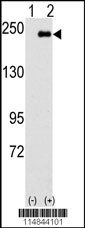 SPAG9 Antibody