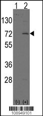 LINGO1 Antibody