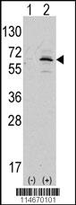 NAE1 Antibody