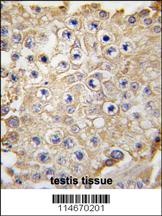 NAE1 Antibody