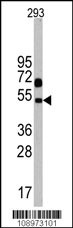 Nptx1 Antibody