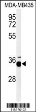 PHB2 Antibody