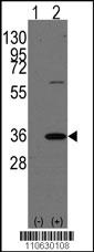 PHB2 Antibody