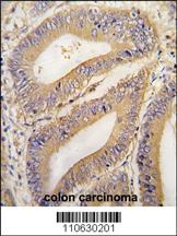 PHB2 Antibody