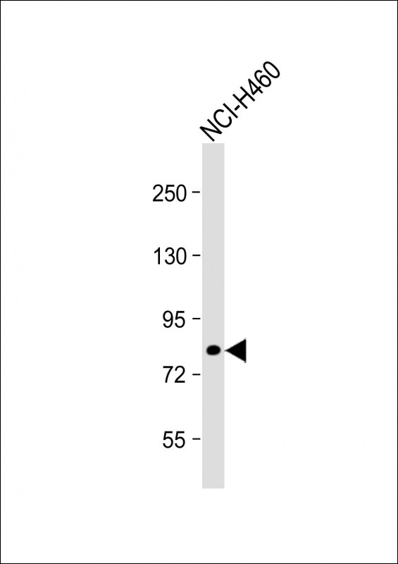 CASC3 Antibody