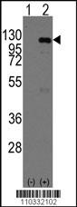 Casc3 Antibody