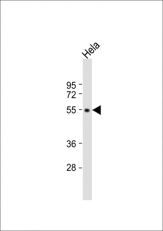 ADRB2 Antibody