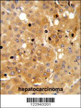 PRKAA1 Antibody