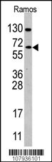 CDC25B Antibody