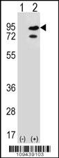 SNRK Antibody