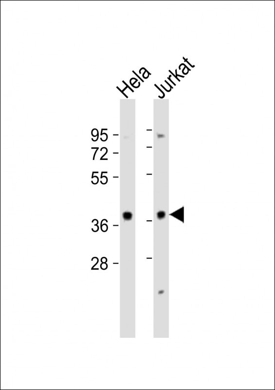 MAPK12 Antibody