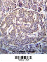 SCYL1 Antibody