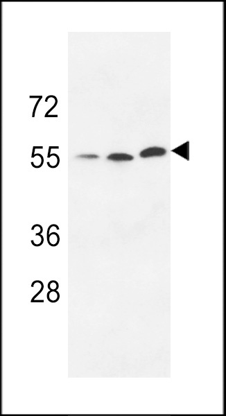 UCKL1 Antibody