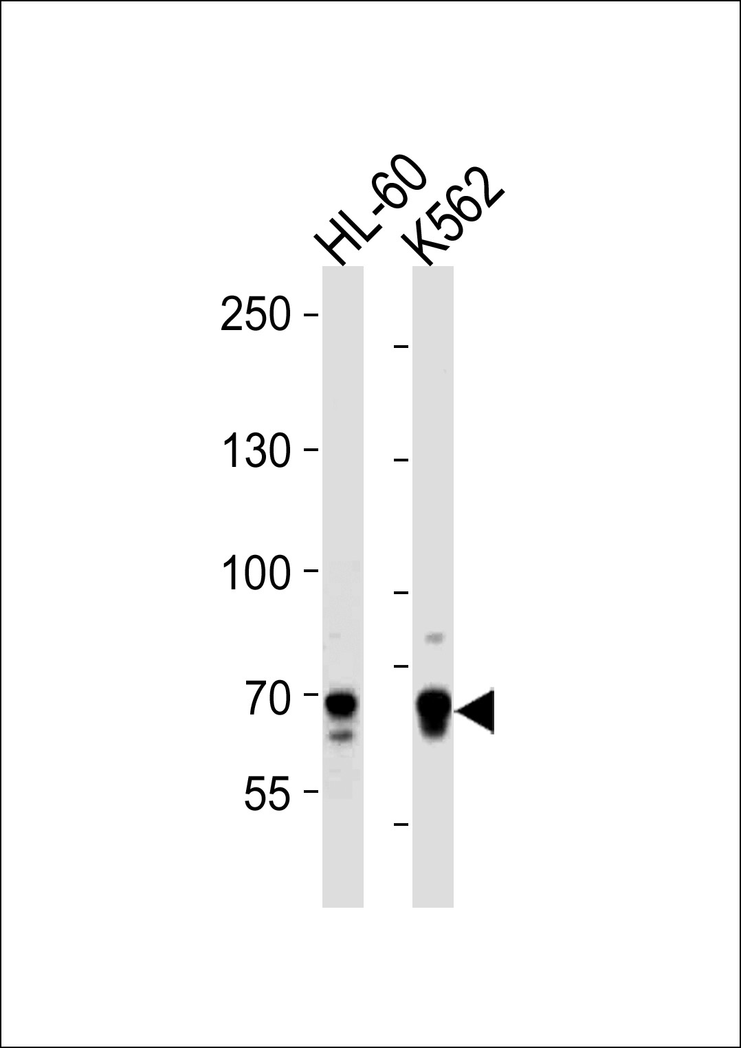 ELF4 Antibody