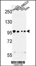 MASTL Antibody