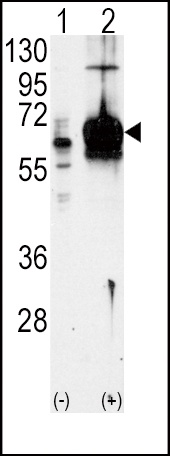 GUCY1A3 Antibody
