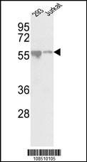 CDKL2 Antibody