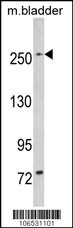 LRRK1 Antibody