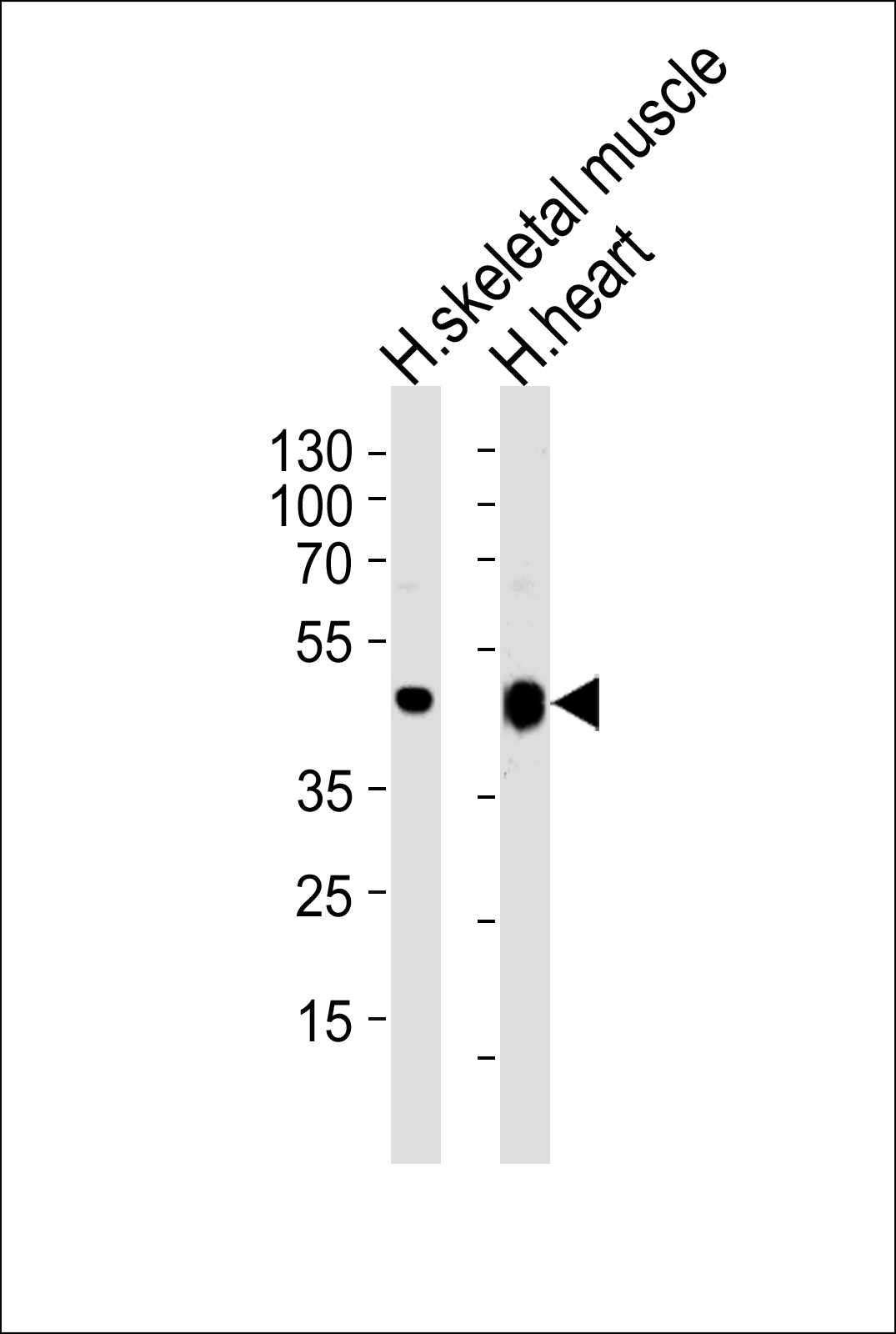 CKMT2 Antibody