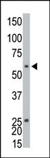 Ethanolamine Kinase Antibody