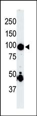 Germinal Center Kinase Antibody