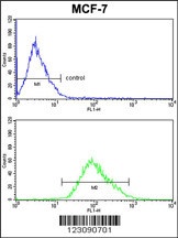 PDK3 Antibody