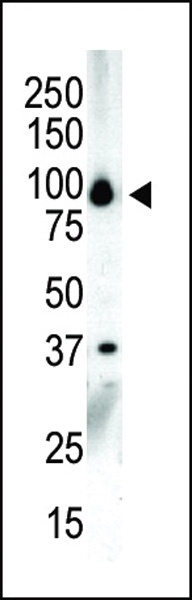 PKC nu Antibody
