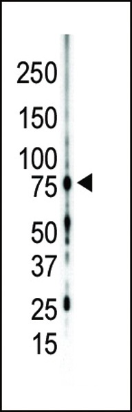 PKC gamma Antibody