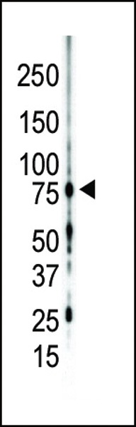 PRKCG Antibody