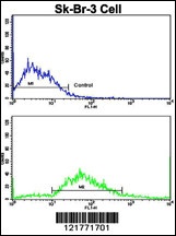 ITGAX Antibody