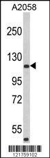 HMHA1 Antibody