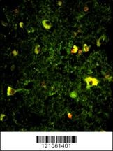 Rab5 Antibody