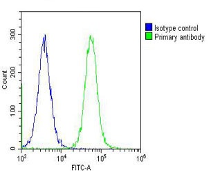 CBS Antibody