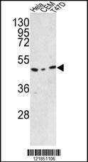 C9orf156 Antibody