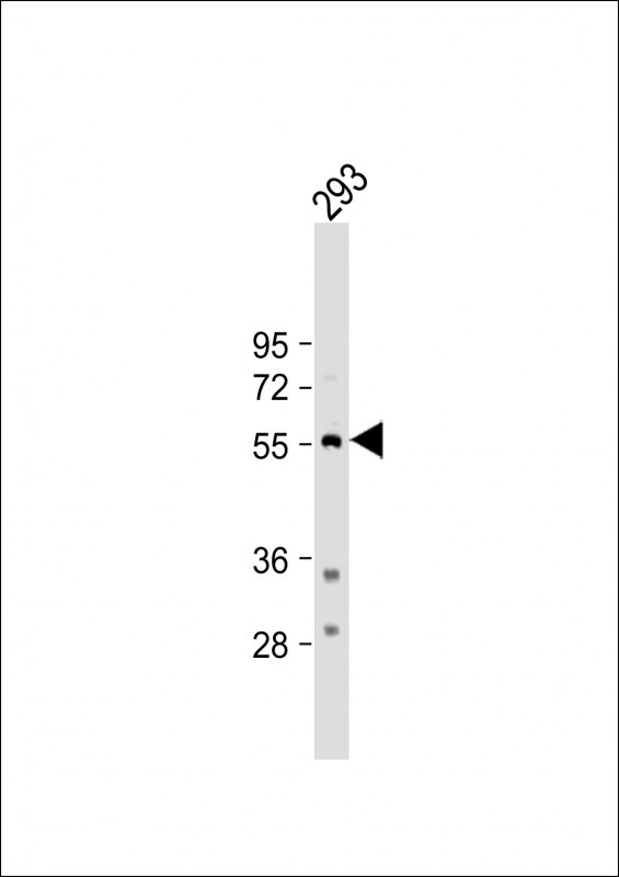 TPH1 Antibody