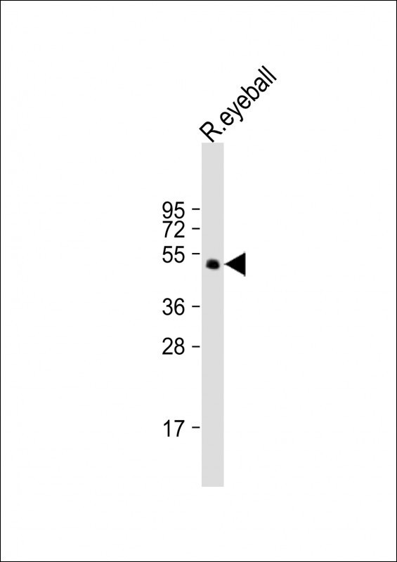 PAX6 Antibody