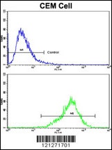 TGM4 Antibody
