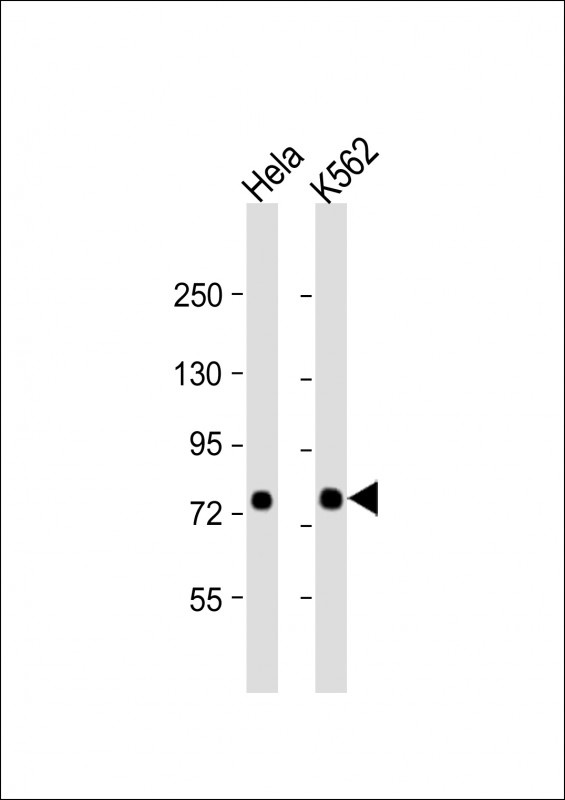 SRP72 Antibody