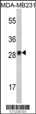 IL2 Antibody