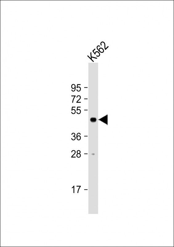 LUC7L Antibody