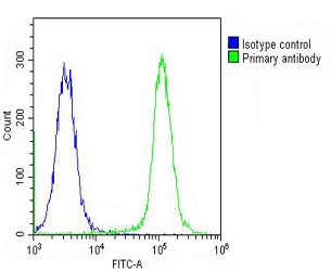 RASIP1 Antibody