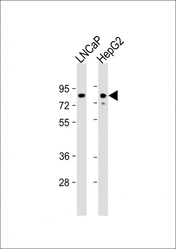 KHSRP Antibody