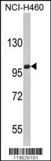 EPB41L4B Antibody