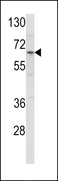 CLINT1 Antibody