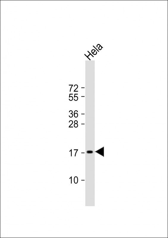 PTP4A2 Antibody