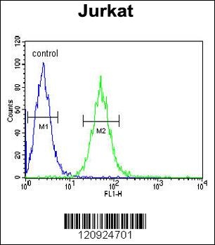 BCKDHA Antibody