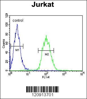 ALAD Antibody
